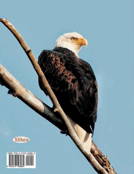 THE BALD EAGLE