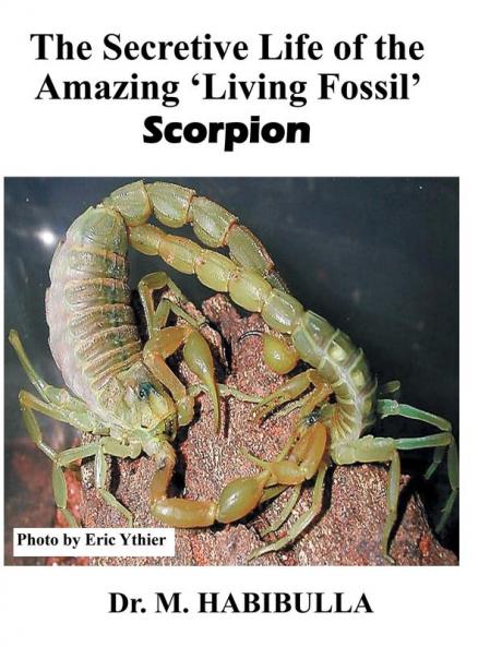 The Secretive Life of the Amazing 'Living Fossil' Scorpion
