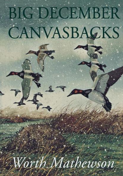 Big December Canvasbacks Revised