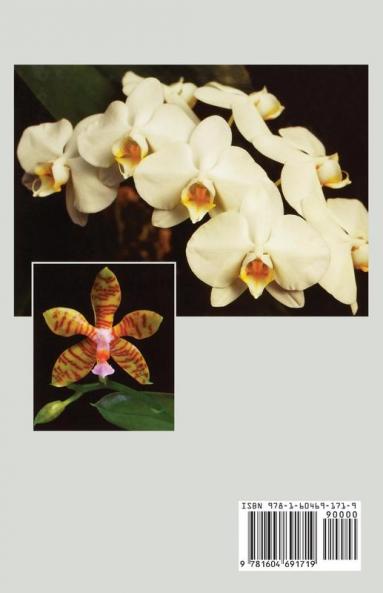 Phalaenopsis
