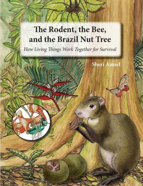The Rodent the Bee  and the Brazil Nut Tree