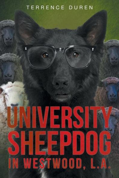 University Sheepdog in Westwood L.A.