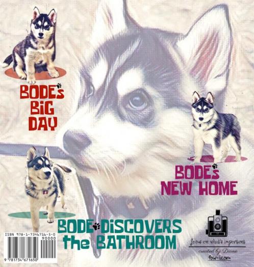 Bodacious Bode - The Siberian Husky Pup: 1