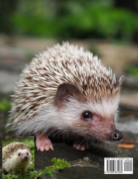 Hedgehog Coloring Book for Kids: Children Activity Book for Boys and Girls Ages 3-8 with Super Cute Hedgehog A Super Cool Gift for Boys and Girls Ages ... Book A Unique Collection Hedgehog Pages