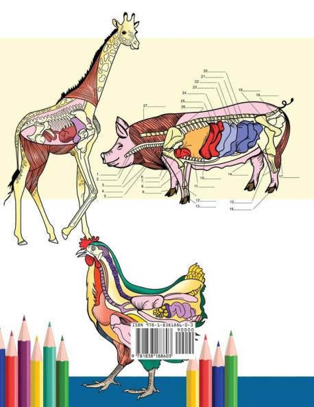 Veterinary Anatomy Coloring Book