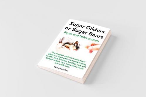 Sugar Gliders or Sugar Bears