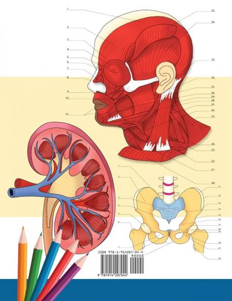 Anatomy and Physiology Coloring Book