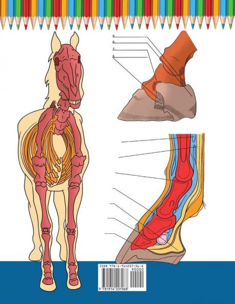 Horse Anatomy Coloring Book
