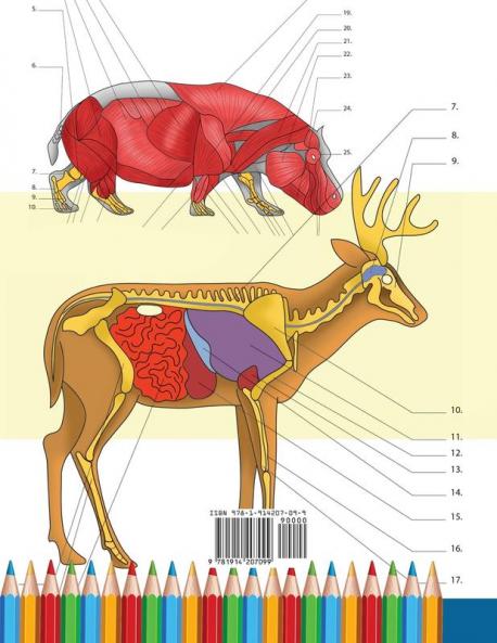 Zoology Coloring Book