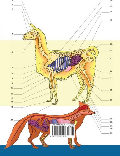 Veterinary & Zoology Coloring Book