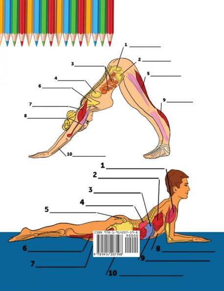 Yoga Anatomie Malbuch für Anfänger: 50+ Unglaublich Detailliertes Arbeitsbuch zum Selbsttest von Yoga-Posen in Farbe für Anfänger | Das perfekte ... -lehrner und -begeisterte (German Edition)