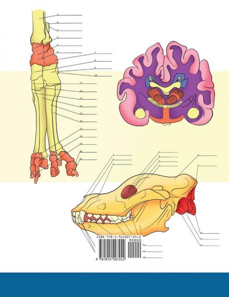 Malbuch zur Hundeanatomie