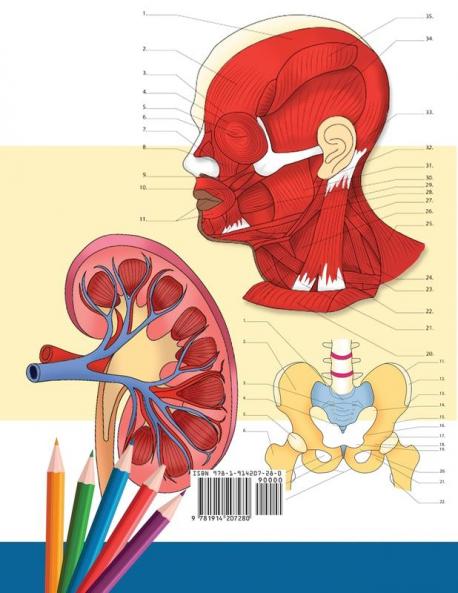 Libro para colorear de Anatomía y Fisiología: Libro de colores de autoevaluación muy detallado para estudiar | El regalo perfecto para estudiantes de ... enfermeras y adultos (Spanish Edition)
