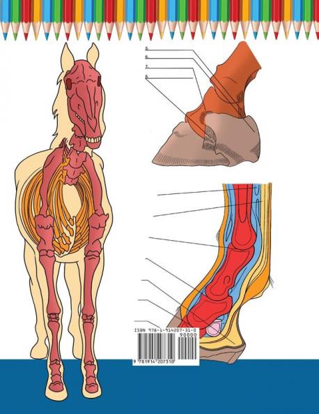 Libro para colorear de Anatomía del Caballo: Libro de Colores de Autoevaluación muy Detallado de la Anatomía Equina | El Regalo Perfecto Para ... de los Caballos y Adultos (Spanish Edition)