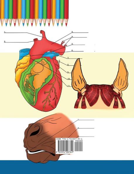 Livro para pintar de Anatomia do Cavalo + Canina: Compilação 2 em 1 | Livreto a cores de auto-avaliação muito detalhado para estudar Anatomia Equina e ... e Amantes de Animais (Portuguese Edition)