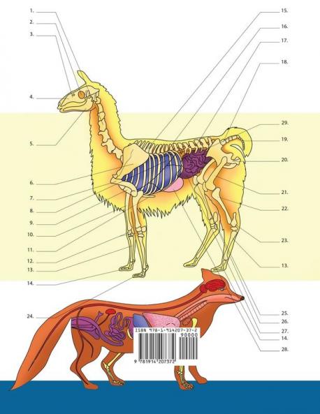 Malbuch Veterinäranatomie & Zoologie: 2-in-1 Zusammenstellung | Unglaublich Detailliertes Farbarbeitsbuch zum Selbsttest der Tieranatomie | Perfektes ... und Tierliebhaber (German Edition)