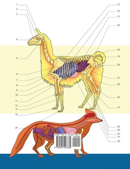 Libro Para Colorear de Veterinaria & Zoología: 2-en-1 Compilación | Libro de Colores de Anatomía Animal de Autoevaluación Muy Detallado | El Regalo ... y Amantes de los Animales (Spanish Edition)