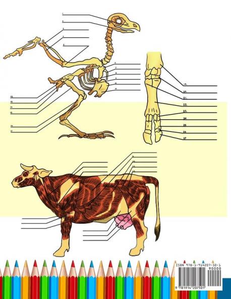 Animal Anatomy Coloring Book