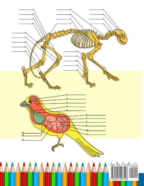 Animal & Cat Anatomy Coloring Book