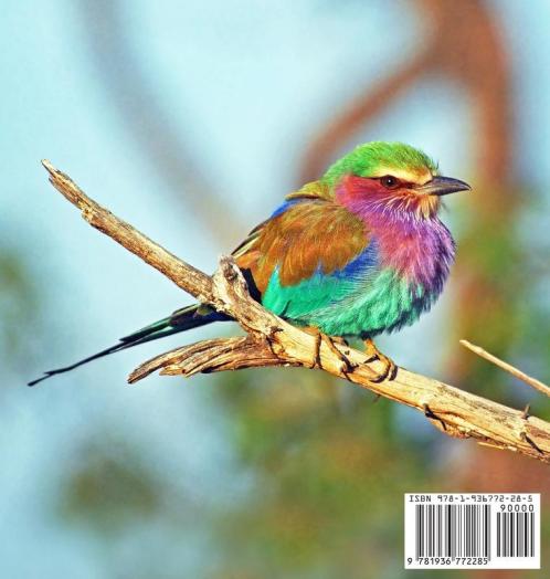 Imagine a Bird