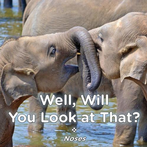 Well Will You Look at That? Noses