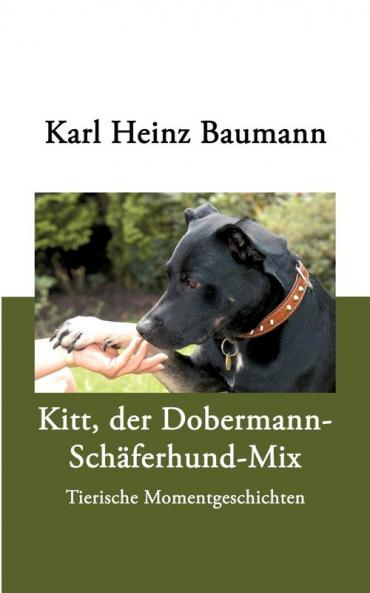 Kitt der Dobermann-Schäferhund-Mix
