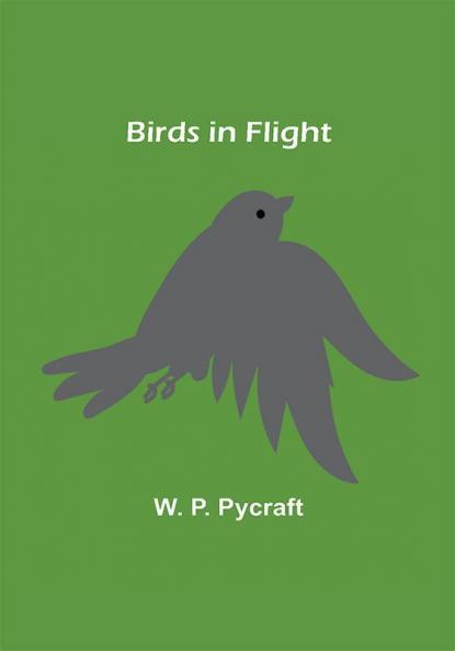 Birds in Flight