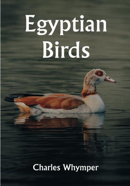 Egyptian Birds
