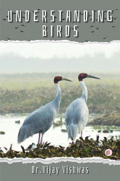 Understanding Birds