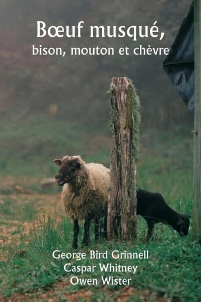 Bœuf musqué  bison mouton et chèvre