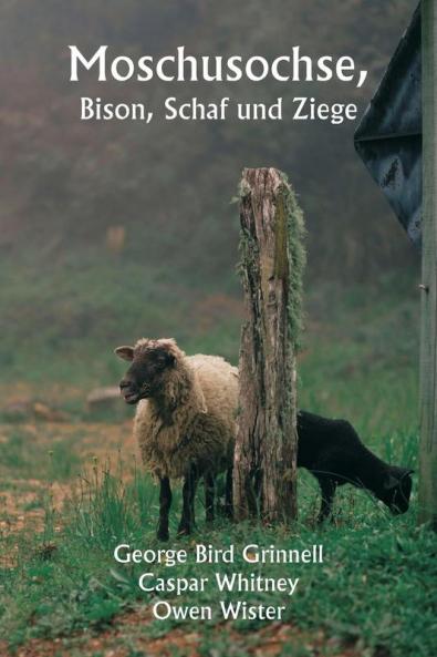 Moschusochse  Bison Schaf und Ziege