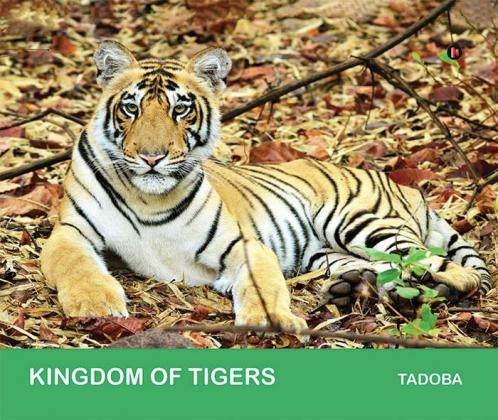Kingdom of Tigers - Tadoba