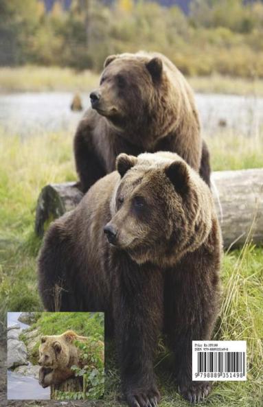 Bear Coloring Book for Kids: Wildlife Bear Animal Coloring Book for Kids Ages 3 and Up | Funny Learning Coloring and Activity Book for Boys Girls and Kids | Perfect Gift for Kids