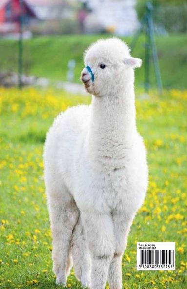 Llama and Alpaca Coloring Book for Kids: Cute Llama and Alpaca Coloring Book for Kids Ages 4- 8 | A Unique Collection with Llama and Alpaca Illustrations | Funny Activity Book for Kids | Amazing Gi...