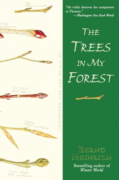 Trees in My Forest The