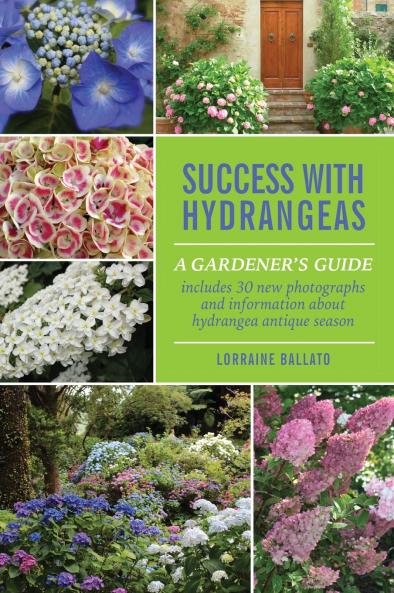 Success With Hydrangeas
