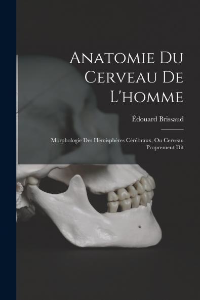 Anatomie Du Cerveau De L'homme