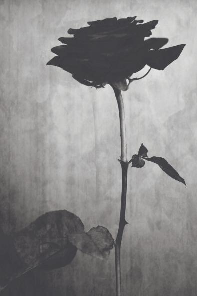 The Curse of the Black Rose