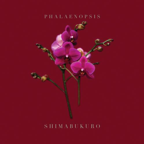 PHALAENOPSIS_SHIMABUKURO