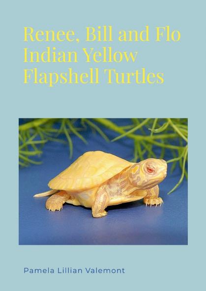 Renee Bill and Flo Indian Yellow Flapshell Turtles