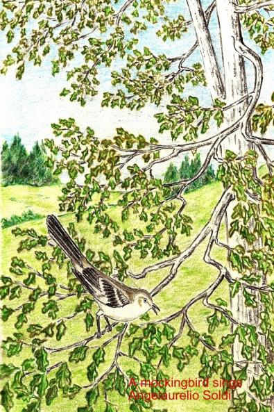 A mockingbird sings