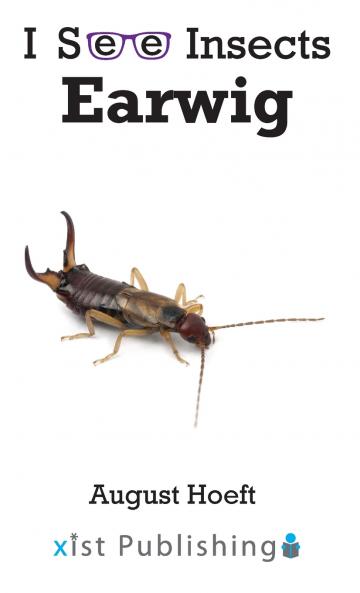 Earwig