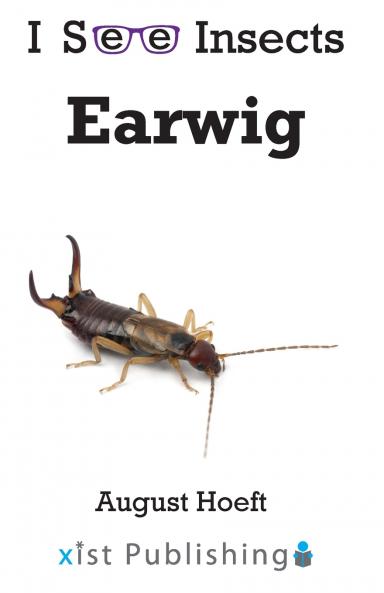 Earwig