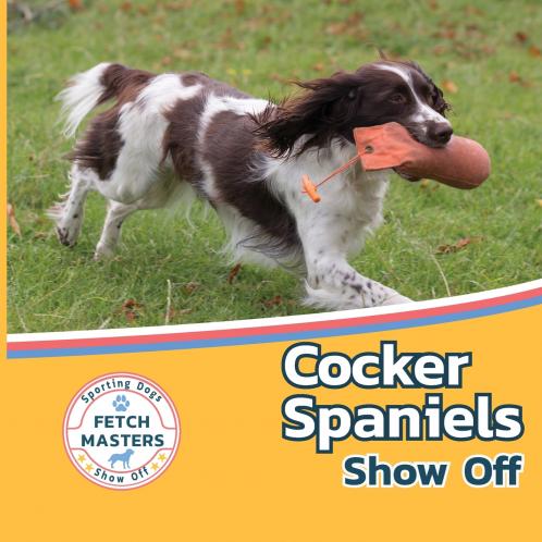 Cocker Spaniels Show Off