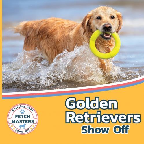 Golden Retrievers Show Off