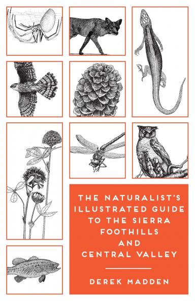 The Naturalist's Illustrated Guide to the Sierra Foothills and Central Valley