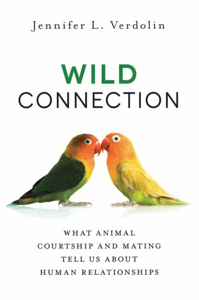 Wild Connection