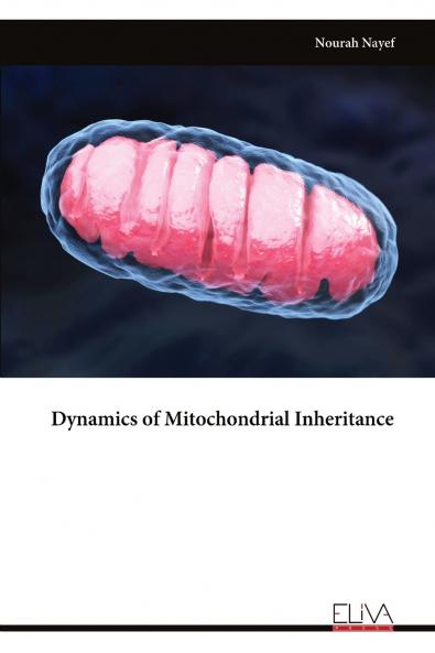 Dynamics of Mitochondrial Inheritance