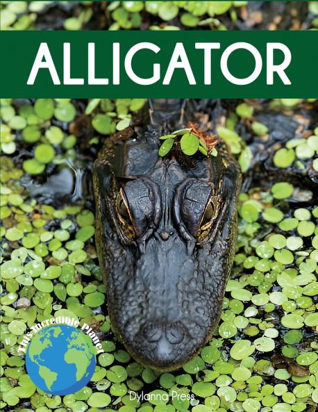 Alligator