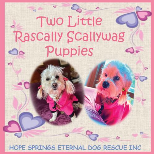 Two Little Rascally Scallywag Puppies